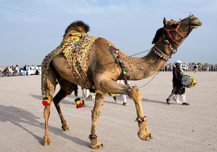 camel breeding bikaner